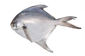 Indian Pomfret