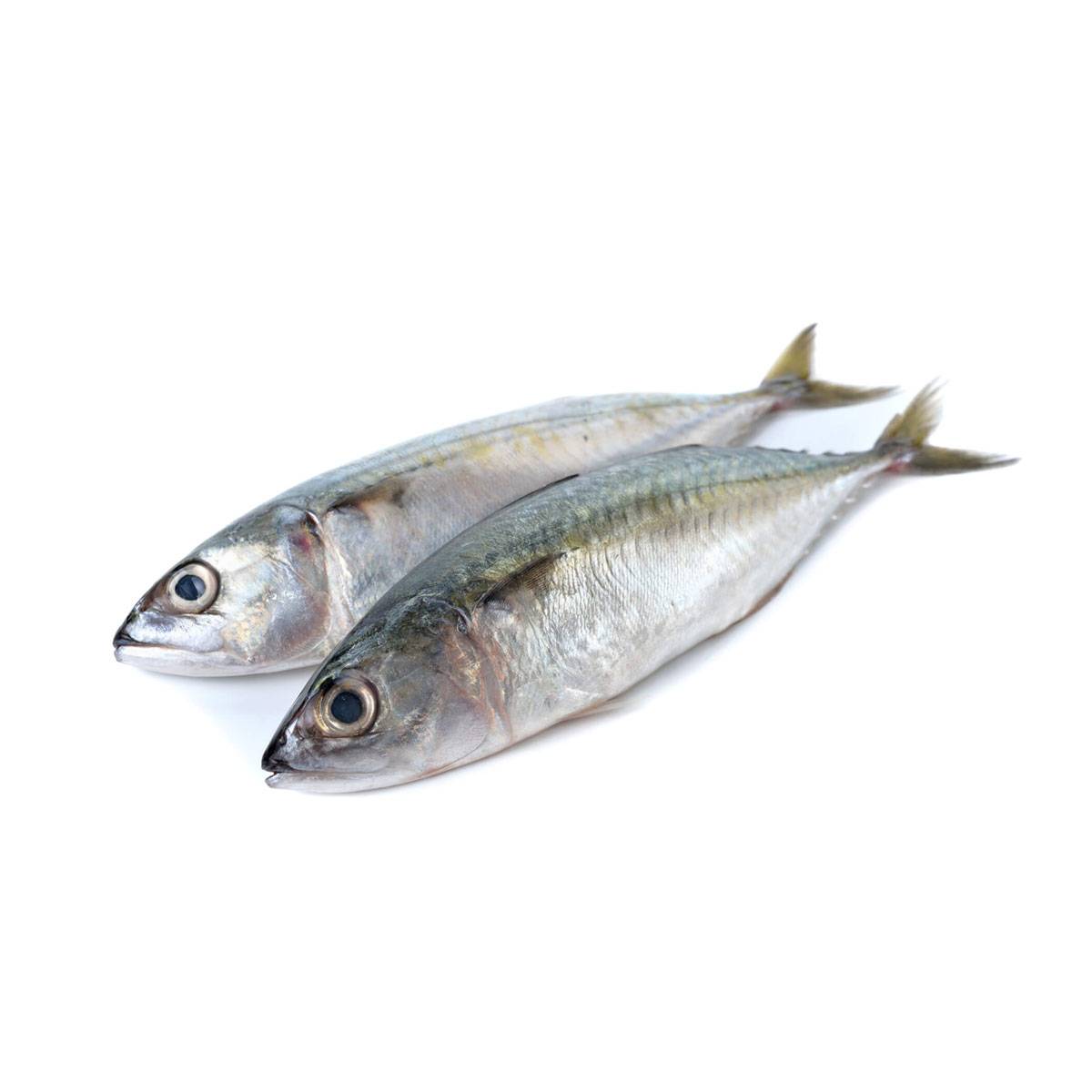 Mackerels