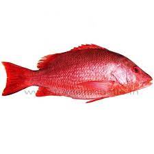 Red Snapper
