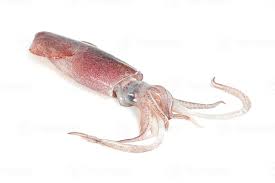 Squid
