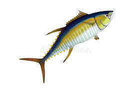 Yellow Fin Tuna